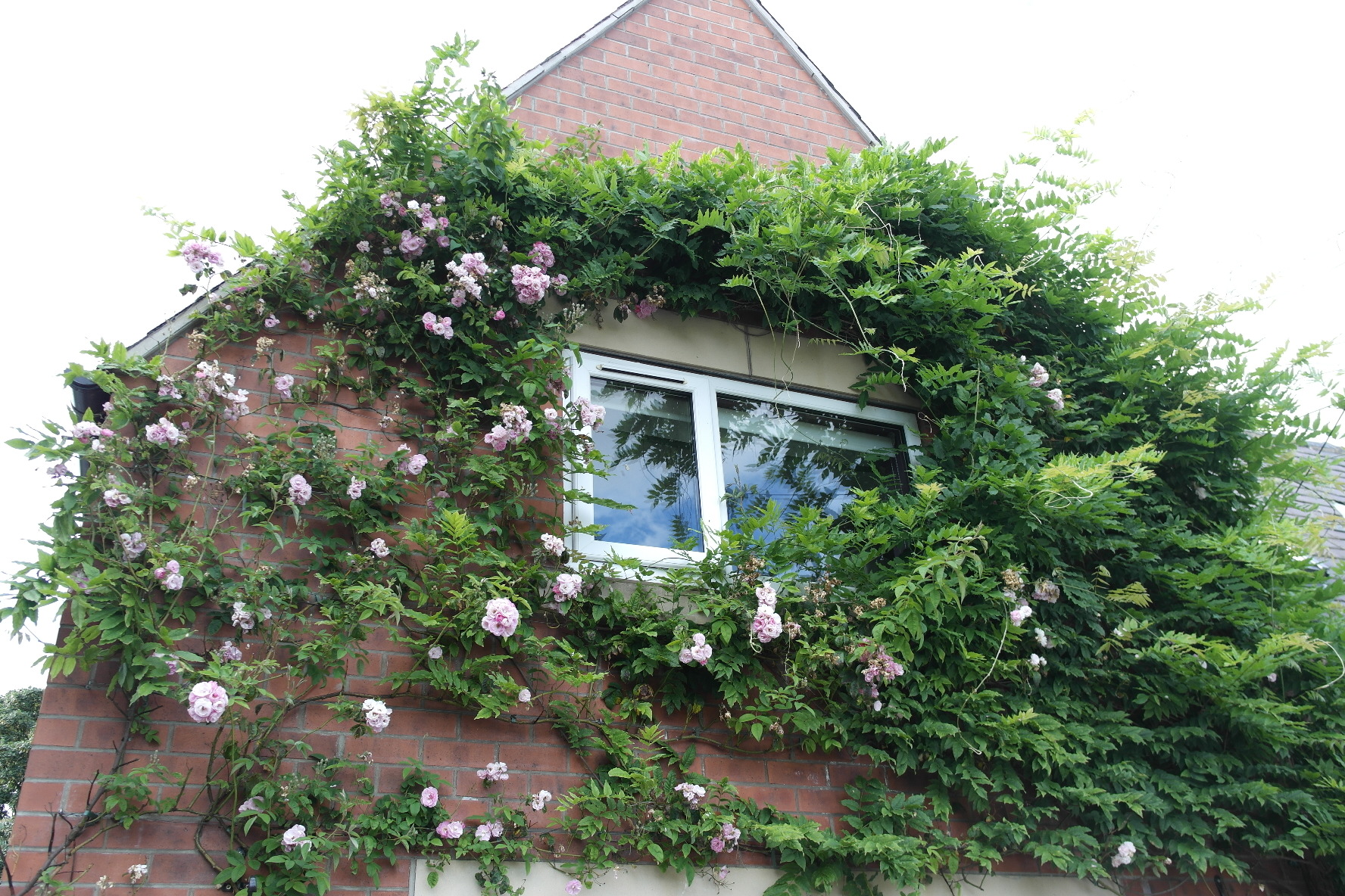 Climbing roses