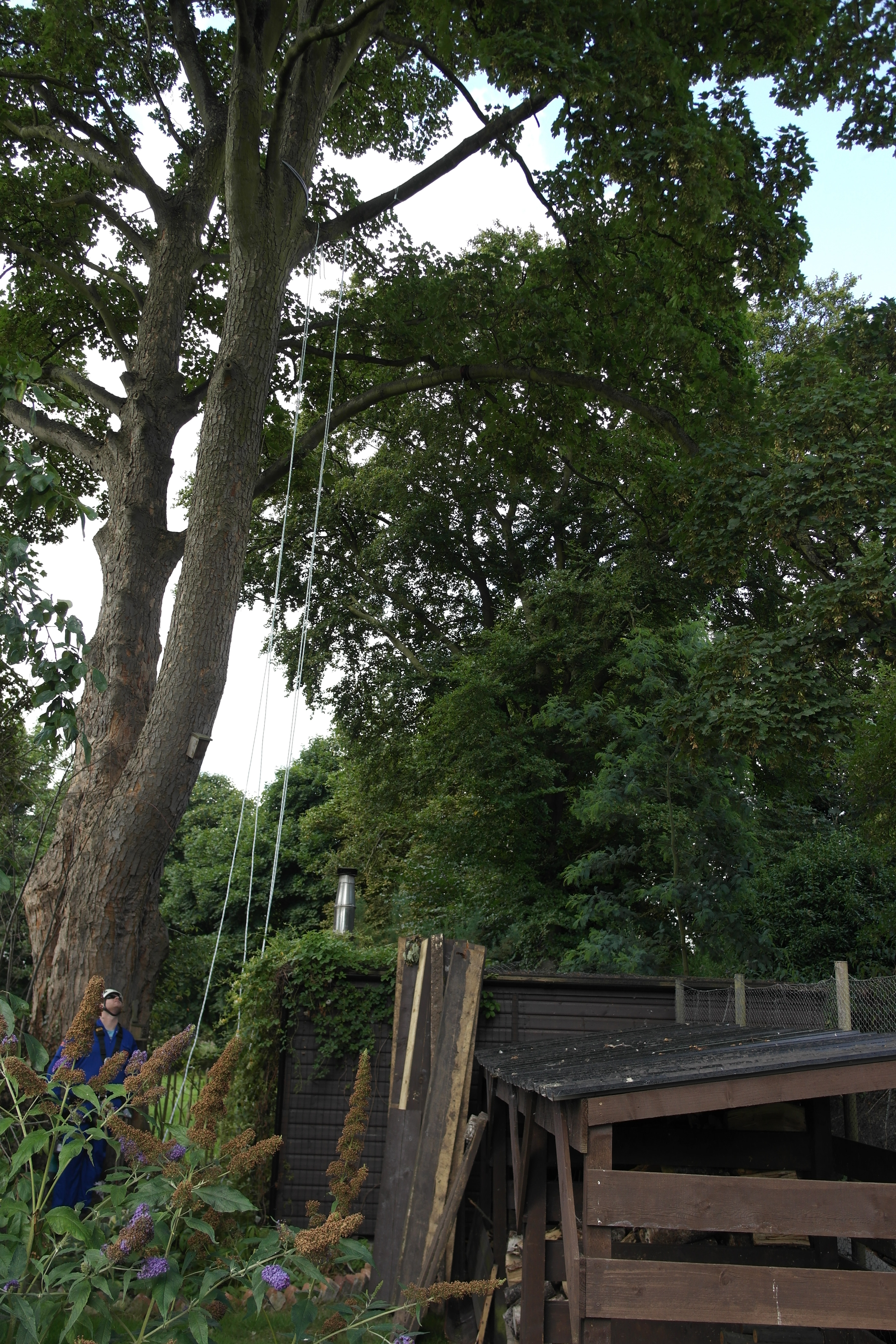 Sycamore tree (I think!)