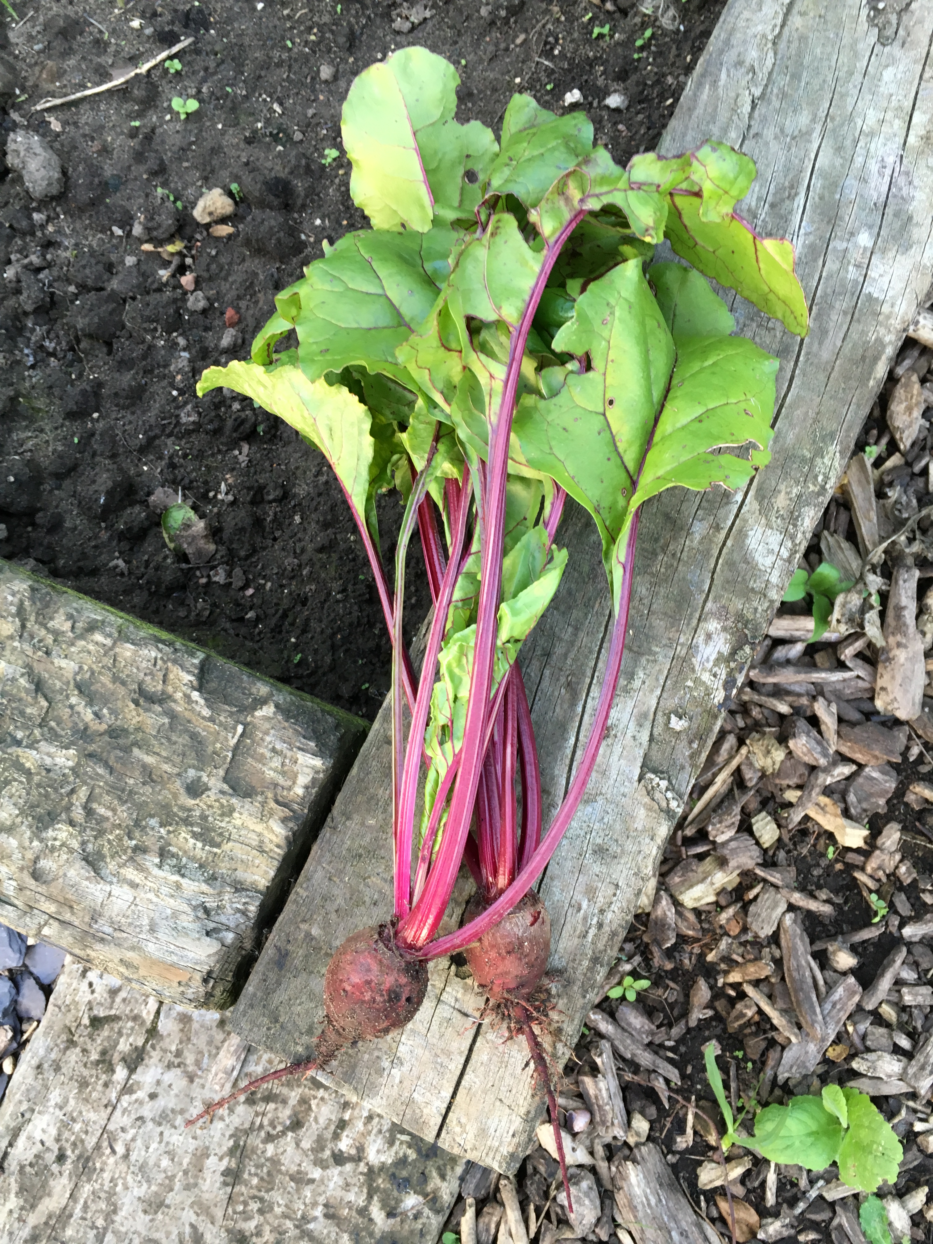 Baby beetroots